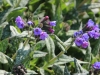 fruehling2013-05