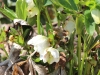 fruehling2013-07