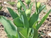 fruehling2013-08