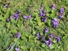 fruehling2013-10