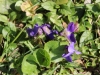 fruehling2013-11