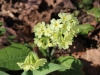 fruehling2013-13