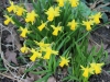 fruehling2013-16