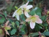 fruehling2013-17