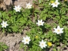 fruehling2013-18