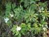 fruehling2013-19