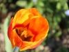 fruehling2013-21