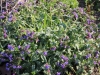 fruehling2013-22