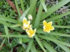 fruehling2013-24