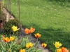 fruehling2013-27