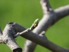 fruehling2013-28