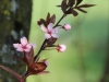 fruehling2013-30
