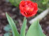 fruehling2013-32