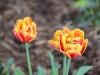 fruehling2013-33