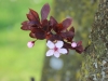 fruehling2013-35