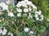 fruehling2013-38