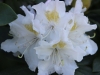 fruehling2013-40