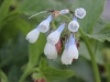 fruehling2013-42