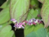 fruehling2013-43