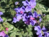 fruehling2013-44