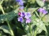 fruehling2013-45