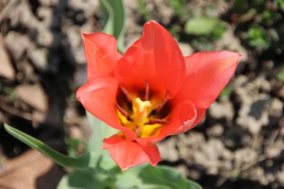 Tulpe