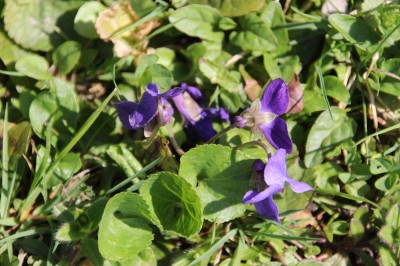 Veilchen