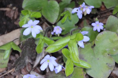 Leberblümchen
