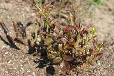 Rosen 2